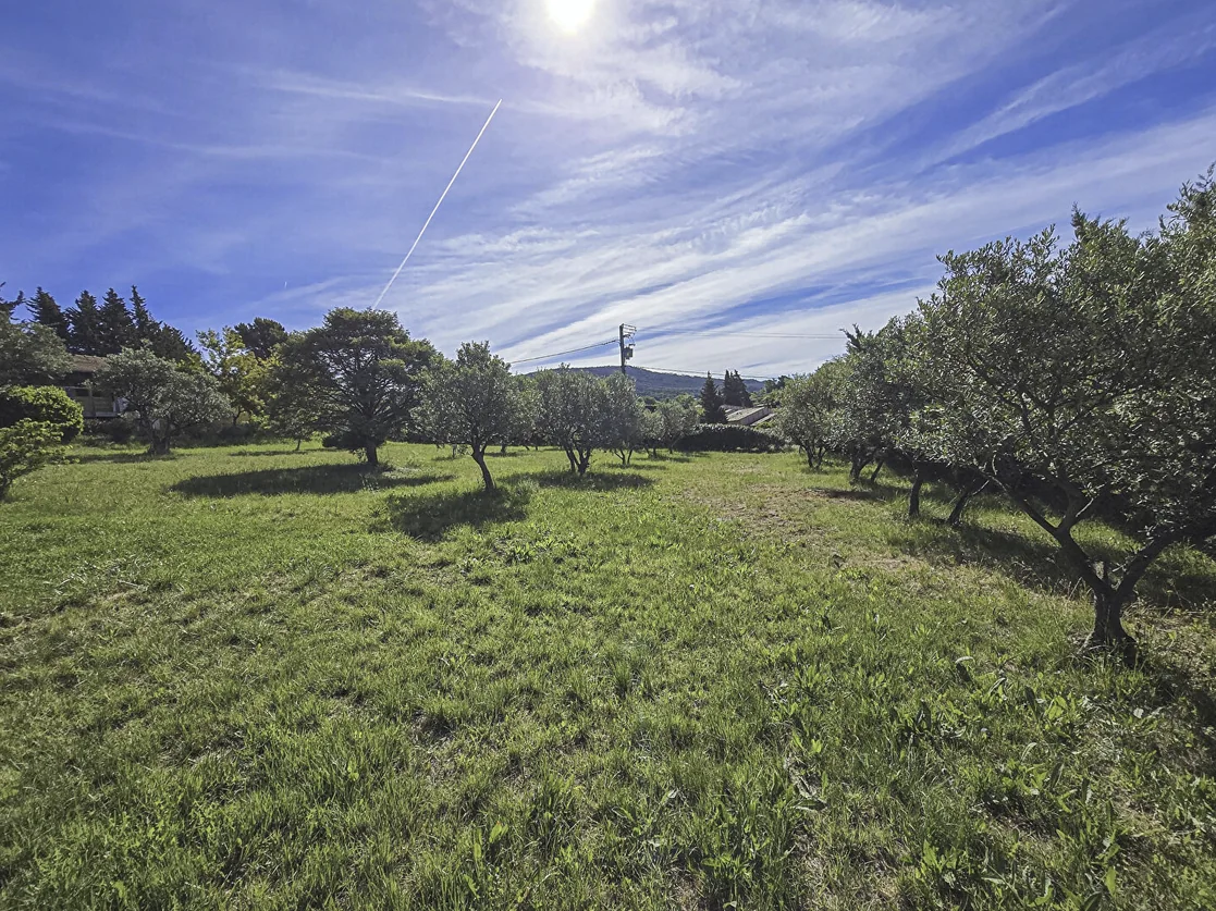 Terrain planté d'oliviers à Aups